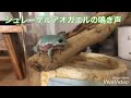 シュレーゲルアオガエルの鳴き声