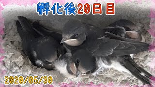 孵化後20日目！雛2羽が飛んで戻る！飛ぶ練習！？2020/05/30