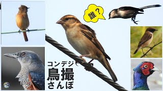 コンデジ鳥撮散歩　ニュウナイスズメ？　キジは何を食べる？　兵庫県・北播磨