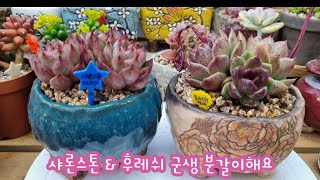 가성비 최고의 군생 조합 ! 삼두 군생 샤론스톤 \u0026 후레쉬를 분갈이합니다~ 이런 군생은 득템이죠~