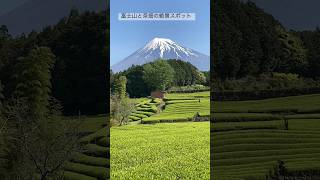 富士山と茶畑の絶景スポット。富士市、大淵笹場。