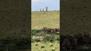 Cheetah\u0026 Cubs   at Masai Mara, Kenya