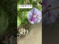 胡蝶蘭の原種だと思う　花が咲きました