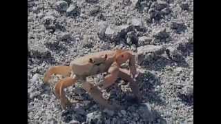 Crab Amputates Own Claw