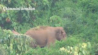 കാട്ടനയുടെ കയ്യിൽ കിട്ടിയാൽ ഇങ്ങനെ കുത്തികീറി കളയും!!#wildelephants#elephantattack #viral