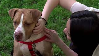 New Yorkers adopt pets to deal with stress