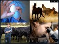 Introduction to Animal Industry Careers