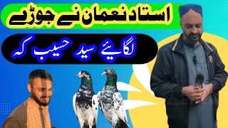 ustad numan khan||jode lagaye Syed Haseeb ke||teddy king pigeon