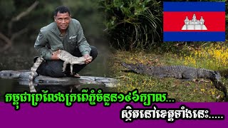 ក្រពើភ្នំចំនួន ១៤៦ ក្បាលត្រូវបានលែងចូលក្នុងជម្រកធម្មជាតិ