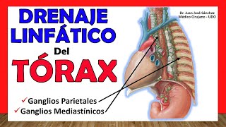 🥇 DRENAJE LINFÁTICO DEL TÓRAX. (Ganglios Parietales y Mediastínicos) ¡Fácil y Sencillo!