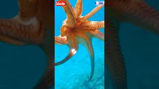 octopus in sea water 😱😲 baby octopus in sea 😱😲 giant octopus deep sea #viralvideo 😱🐉 octopus 🐙🦑