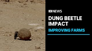Farmers encouraged to embrace the benefits of the dung beetle | ABC News