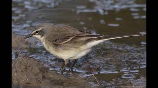 Cape Wagtails singing while foraging