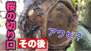 癒合剤（剪定後には必ず塗って下さい）枝の切り口の経過を動画で紹介