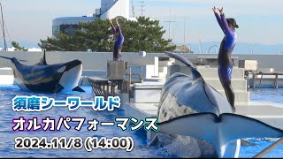 【シャチ】11月8日オルカパフォーマンス【須磨シーワールド】