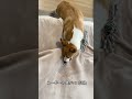 コーギーの頭がいいと感じる瞬間 いぬのいる暮らし dog 動物 corgi 可愛い コーギー 子犬