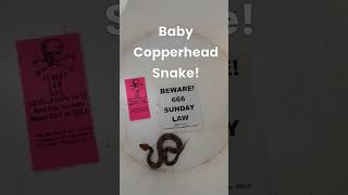 Poisonous Baby Copperhead Snake -- Satan Will Deceive The World 666!