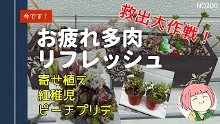 200【多肉植物】夏にボロボロに傷んだ多肉のお手入れ🌵徒長伸びた！葉っぱがない😨大丈夫！秋からの復活・挿し芽で増やす