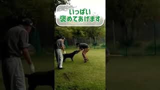 元警察犬の訓練士が教える犬のしつけ【呼び込みのトレーニング】