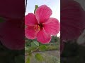 Hibiscus