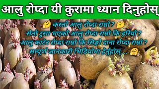 कस्तो आलु रोप्दा उत्पादन वृद्धि हुन्छ || How to increase potato yield @KrishiSandesh #कृषि_सन्देश