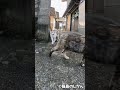 サビ猫の後ろ足を刈る三毛ちゃん 猫 cat cats ねこ ネコ shorts short