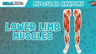 Muscles of the Lower Limb | Anatomy Model