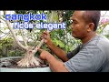 Cangkok Ficus Elegant