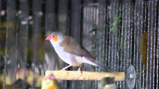 Orange-cheeked waxbill song  Chant de l'Astrild à joues orange