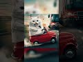 car accident 😱😵😹 #cat#catvideo#shorts#reels#catstory#cutecat@Elsa55-z1y