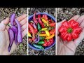 HOT PEPPER Review! Rare and Heirloom Varieties! (2018)