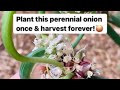 Walking Onion -Perennial Crops #shorts