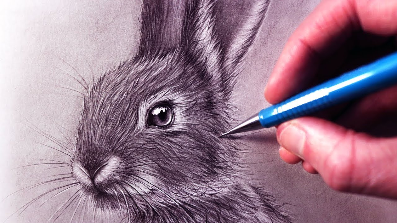 How To Draw A Rabbit Youtube