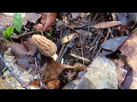 2018 Indiana Morel Mushrooms on Good Friday !! 2018 Indiana Morel Mushrooms on Good Friday !!