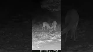 01-17-25 143 01am Deer eating in the Back Field Over Night. #wildlife #deer #Whitetaildeer