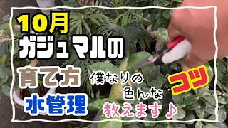 【How to観葉植物】10月のガジュマルの育て方 ☆僕なりの☆