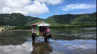 水牛車で海をこえて渡る「由布島」