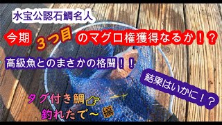 サンノジに続きタグ付きの鯛捕獲！！3回目のマグロ権獲得なるか！？