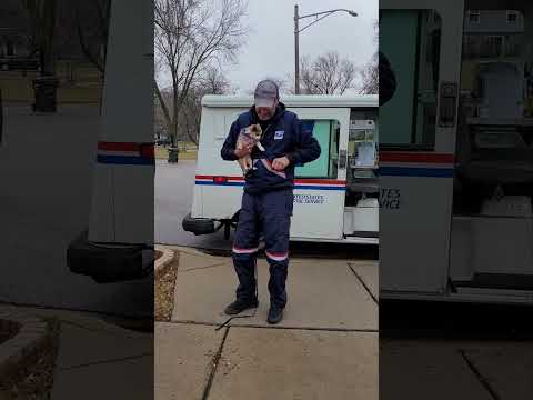 Early Days, Frannie's Stick-giving Habit With Postman Dan - YouTube