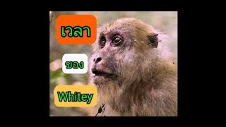 Touching VDO : Goodbye Grandma monkey อะไรคือสิ่งที่สำคัญที่สุดในชีวิตของคุณ (ENG-SUB)