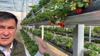 Greenhouse strawberry production in Tajikistan year around - first project of its kind in Khujand