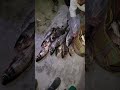 ১৬০০ টাকার টিকিটের মাছ shortvideo fishing ব্রিগেডমাছ মাছধরারভিডিও