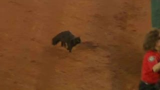 Cat interrupts River Cats vs. Aces game