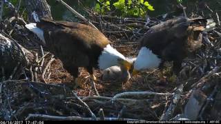 DC Eagle Cam 4-14-17: A Family Dinner on the Nest