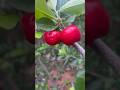 Apple Cherry 🍒 | Acerola | Barbadose Cherry #tamilshorts #shortsvideo #shorts  #allwinjilly