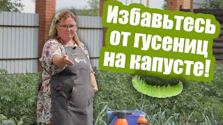 ОБРАБОТАЙТЕ КАПУСТУ ОТ ГУСЕНИЦ! Защита капусты от вредителей