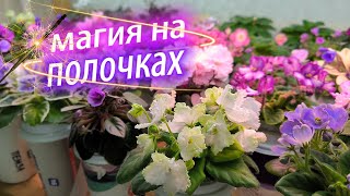 Магия на моих фиалочных полочках. 2 недели до открытия выставки. Часть 1