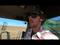 harvest 2021 in the usa john deere 9500 combine harvesting organic buckwheat *drone footage*