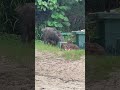 Mama boar 🐗  and piglets 🐷 frolicking on South Bay beach 🏝 Hong Kong 🇭🇰 #animals