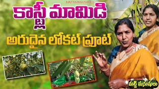 Costly Mango  In Terrace Garden | #namdokmaimango | థాయిలాండ్ మామిడి #organicgardening #ramasgarden